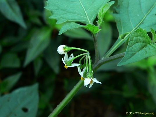 {Solanum ptychanthum}